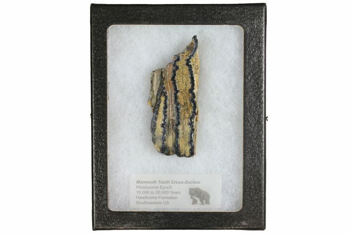Mammoth Molar Slice With Case - South Carolina #144265